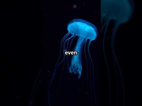 Exploring the Enigmatic Depths: Unraveling the Ocean's Hidden Mysteries