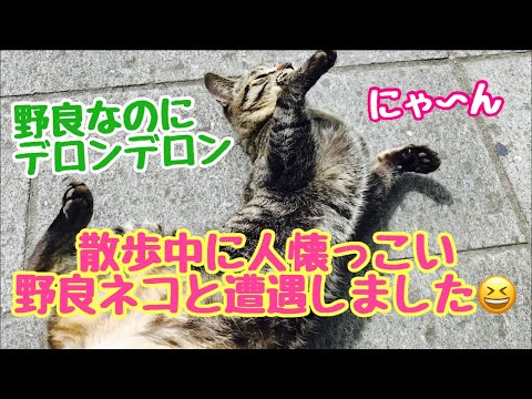 散歩中に　人懐っこい　野良猫　に　遭遇しました！