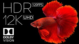 12k HDR 60fps Dolby Vision | Best of 2022