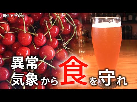 【コメ品薄】異常気象に負けるな　廃棄「佐藤錦」🍒→1650円ビールに【映像でわかる】