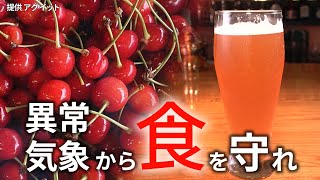 【コメ品薄】異常気象に負けるな　廃棄「佐藤錦」🍒→1650円ビールに【映像でわかる】