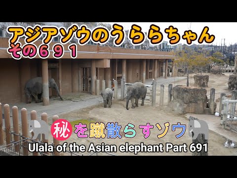 アジアゾウのうららちゃん（６９１）🐘㊙を蹴散らすゾウ🐘（東山動植物園）Ulala of the Asian elephant Part 691