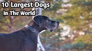 10 Largest Dogs In The World-Dogs Care