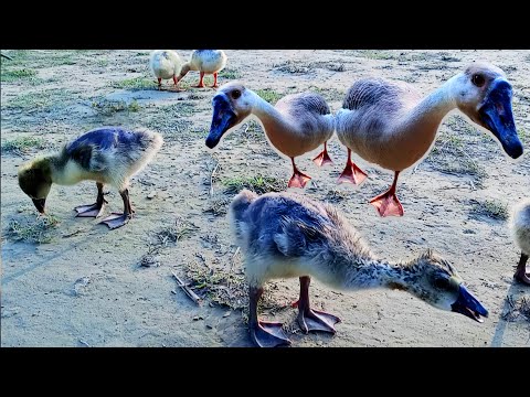 quack quack cute duck | swan duck video | duck video quack quack