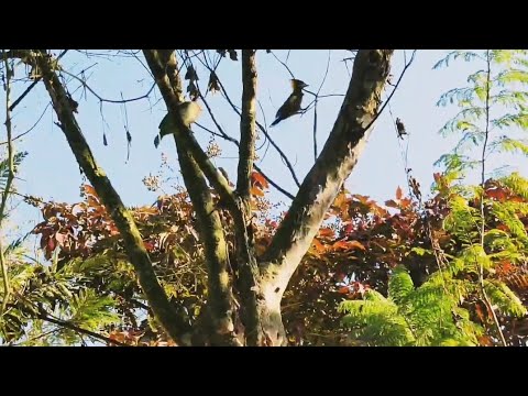 woodpecker, babbler, himalyan Bulbul and Barbet together #birds #barbet #woodpekar #uk