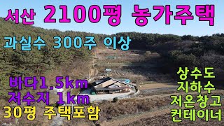 [물건번호237번]2100평의 넓은 토지에 300주 이상 과실수가 풍부한 농가주택입니다. 바닷가,저수지 직선 1.5km 입니다