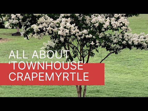 Learn about ‘Townhouse’ Crapemyrtle- Review