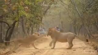 Asiatic lions fighting - New Footage