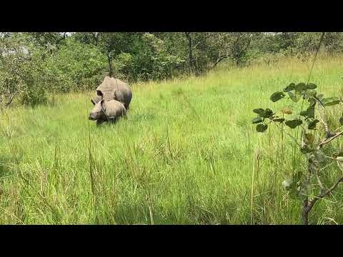 Rhino Tracking