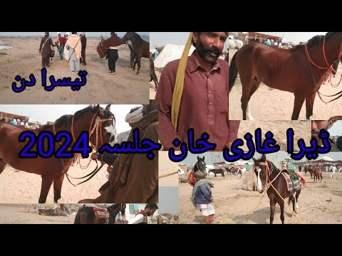 Dera Ghazi Khan aspa mela 19.2.2024 dg Khan horse Mandi festival 2024