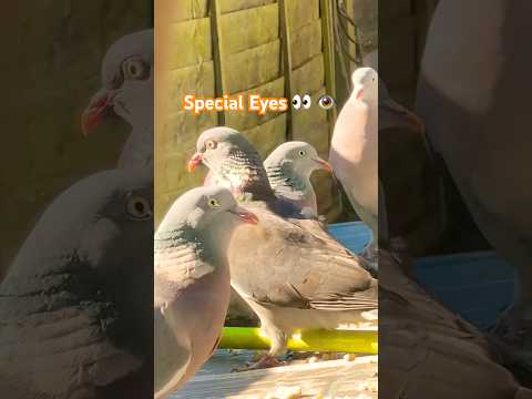 Birds have Special Eyes 👀 🕊️🦅🕊️😱#shortsvideo #birds #special #wildlife