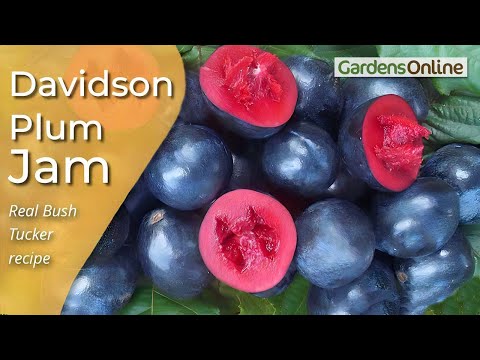 Davidson Plum Jam - how to make it.