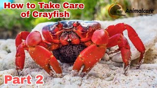 How to Take Care of Crayfish Best video 2022 #crayfish #crayfishvideo #crayfishcare