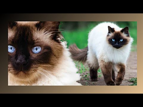 Discover the Charm of Himalayan Cats: A Complete Guide | Cat Care Tips & More!