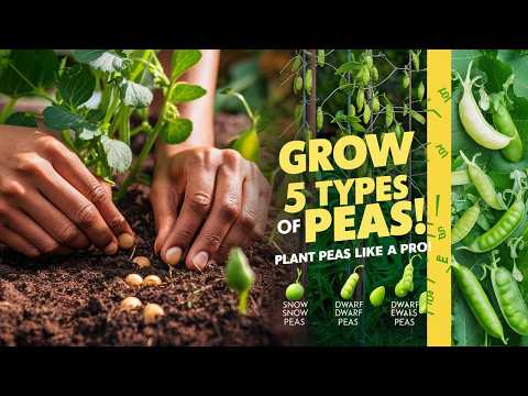 5 Types of Peas to Grow at Home + Harvesting & Care Tips