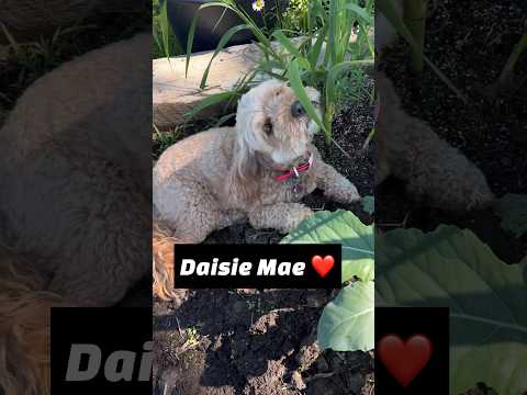 Daisie Mae ❤️