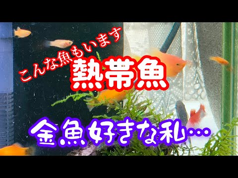 [熱帯魚]　プラティーは他の魚の餌　横取りします。稚魚までも親に食べられる😱誰かぁ〜救いの手を…