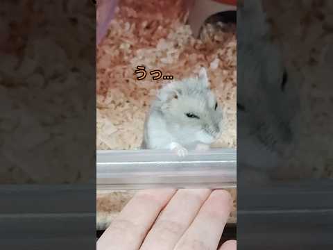 スマホを機種変更した時のハムスターの反応（ピク）#ハムスター #hamsters #ジャンガリアンハムスター #手乗りハムスター #癒し