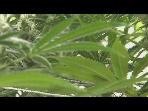 New recreational marijuana proposal emerges in Florida