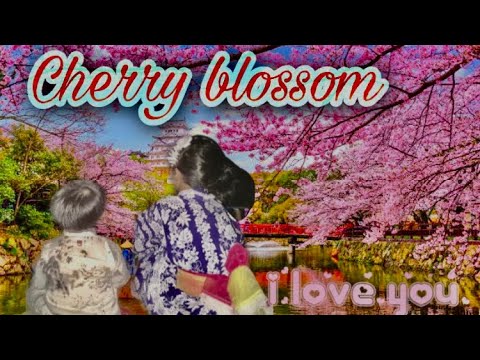 桜🌸 Cherry blossom in Japan, Cherry Blossom in full bloom beautiful cherry blossom