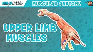 Muscles of the Upper Limb