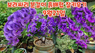 #보라싸리 #분갈이 #키우기 흙배합