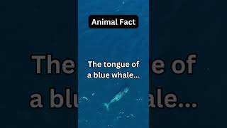 The tongue of a blue whale...