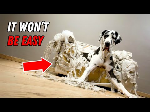 I wish I knew these BEFORE getting a Great Dane