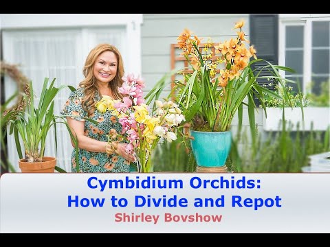 Cymbidium Orchid Care: HOW and WHEN to Divide and Repot Cymbidiums! 😀 Shirley Bovshow