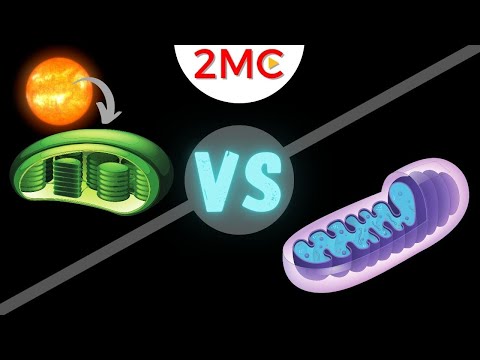 Mitochondria vs Chloroplast | 3 major differences [and 2 similarities]