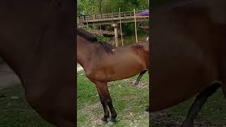 Beautiful Horse Video #horse #horsevideo #youtubeshorts #youtube #horselover #horsemeet