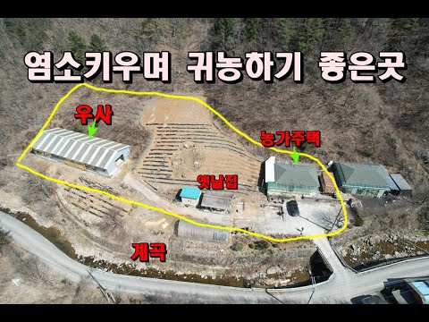 농가주택+우사+촌집+텃밭 염소키우며귀농하기좋은곳/전면계곡도좋아요/산골살이휠링터/정선부동산매매/강원도한우/정선귀농귀촌