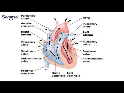 Human Cardiovascular System: All You Need to Know | Heart and Blood Vessels