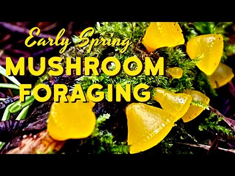 Spring Mushroom Foraging - Identifying the First Boletes of the Year and More!