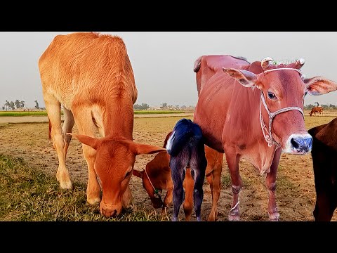 Is baby cow playing mother | animals video for kids | cows mooing mooing