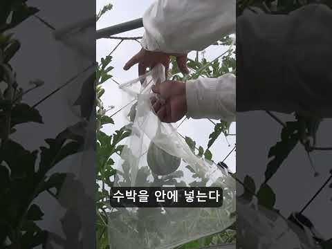 양파망으로 수박이 떨어지지 않게 하는 방법 #shorts  #farming #gardening #garden