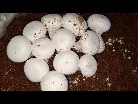 Mushroom farming in winters hills area in India Button Mushroom farming #Mushroom