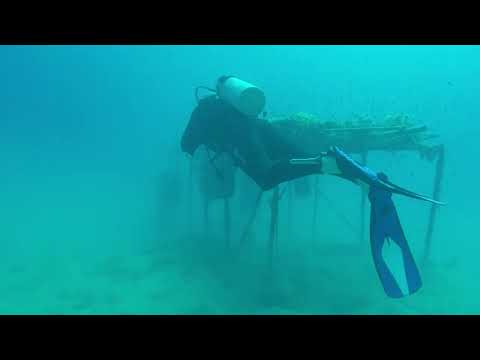 Egypt: Gassous Bay near Safaga, artificial reef (diving) 3-11-2018