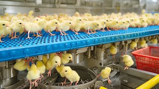 Chicken Mega Factory: Chicken Egg Incubation Technology - Broiler Raising Method & Process