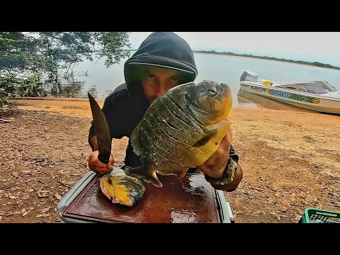 PESCA Y COCINA PIRAÑAS GIGANTES FRITAS. Señuelos y carnada, pescaria na argentina, PESCA URBANA