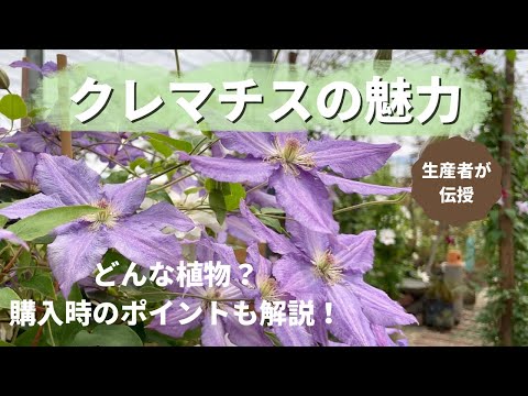 【花】クレマチスってどんな植物？購入時のポイントは？