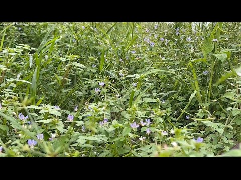 꿈을 이루는 명상 돈, 재물, 행복, 행운, 성공🌲하루10분 만병을 치료 해주는 힐링 명상 기치료 음악 및 영상 - 아침음악, 힐링음악, 명상음악, 스트레스해소음악