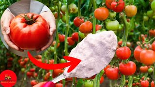 Just 1 tablespoon and the tomatoes will EXPLODE OVERNIGHT!