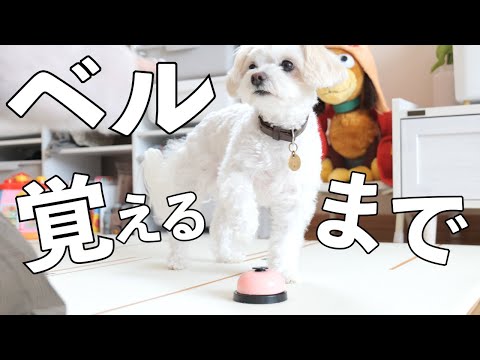 【犬の芸】チンベルを覚えるチワプー🔔教え方のコツも！【新技習得】A little dog practicing ringing a bell