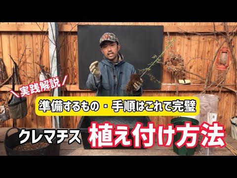 【園芸】クレマチスを鉢へ植え付けよう