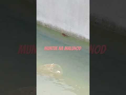 Muntik na malunod #frogfun #funnyshorts #funvideos #funnyvideo #funnymemes