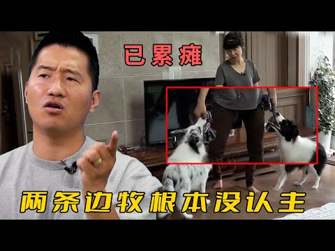 邊牧嗓門大嘴還碎，出門就跑不管主人死活，訓犬師：看我略施妙計