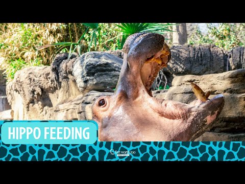 Hippo feeding and training