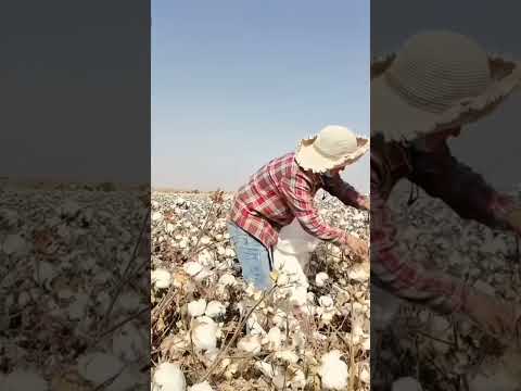 Cotton Picking Season is here" and winter is coming #farming #cotton #travel