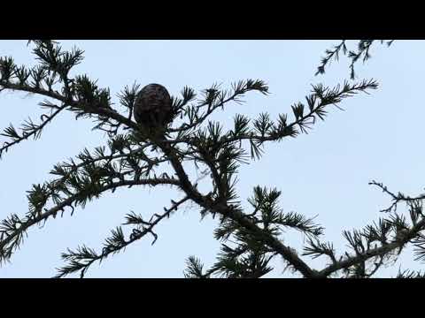 What Kind of Bird is This? Strange Bird in a Tree